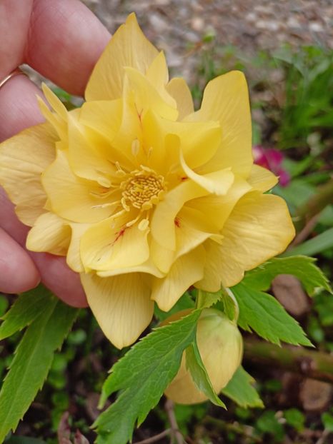 Helleborus "Double Super Yellow" - Grădina 2024