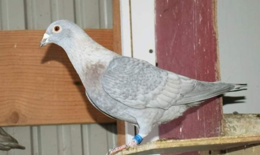  - Nu îmi aparțin 7