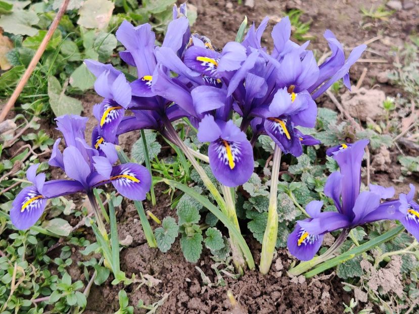  - Diverse flori de gradina