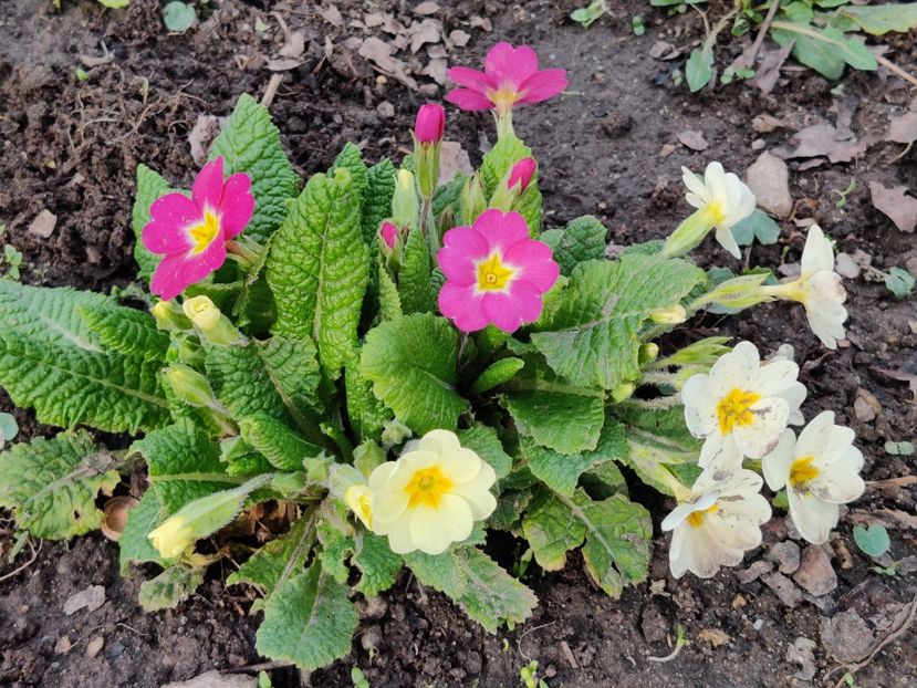  - Primula v