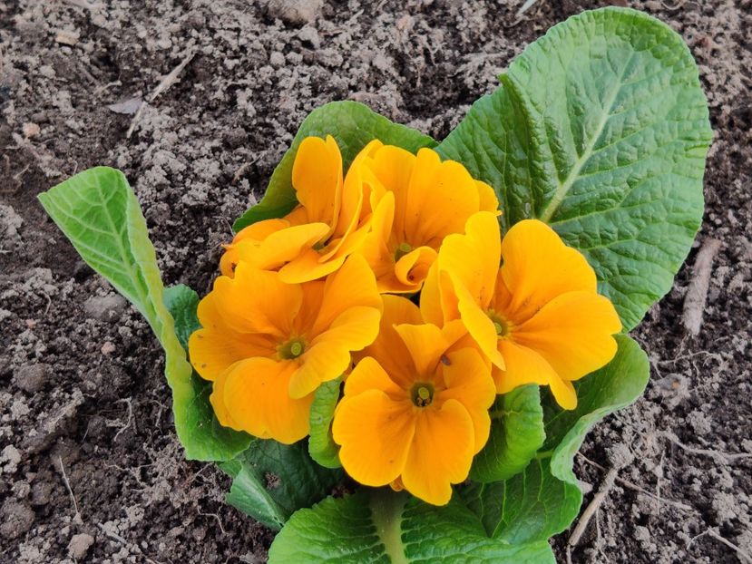  - Primula v