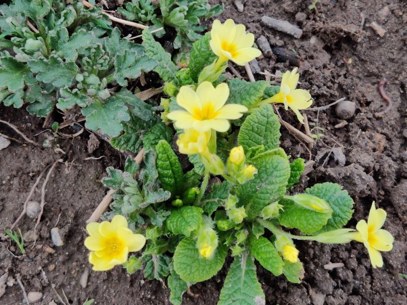 g1 - Primula v