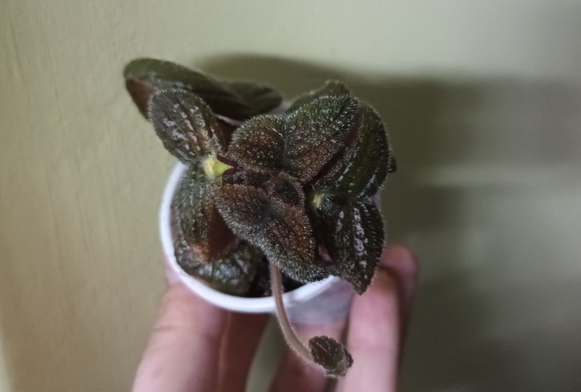 Planta mama are boboooo!! - Star of Bethlehem