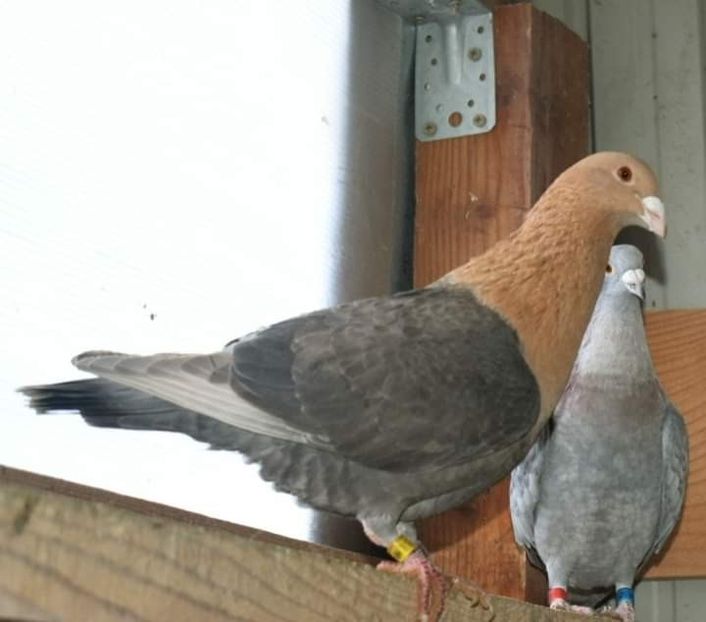  - Nu îmi aparțin 7