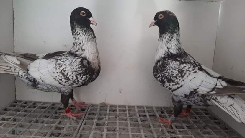  - Nu îmi aparțin 7