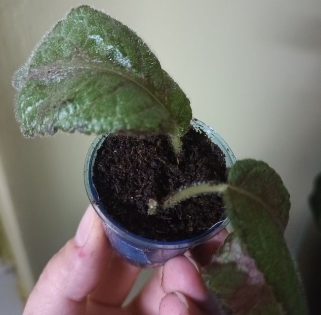 Puiut aparut la fix o luna de la plantare - Achimenes si alte gesneriaceae - la studiat