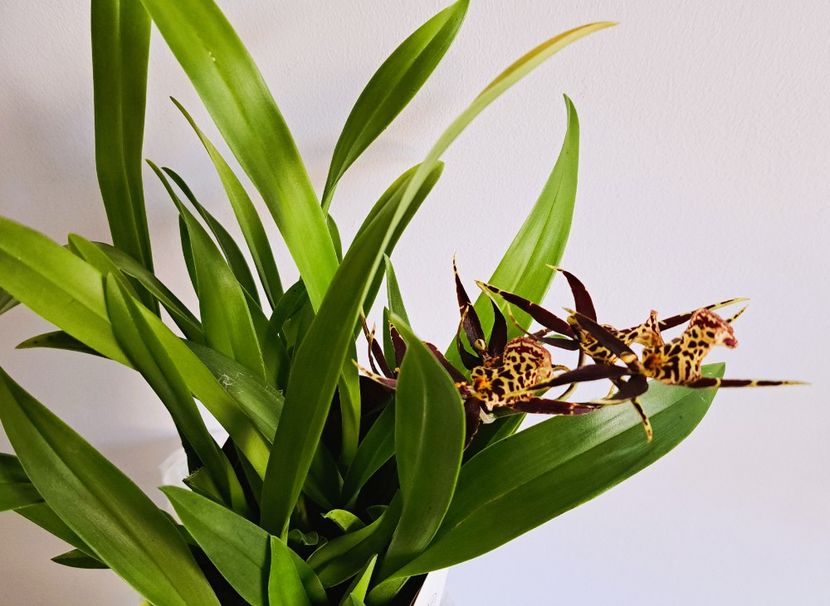 Titanium Treasure Amarillo - Oncidium