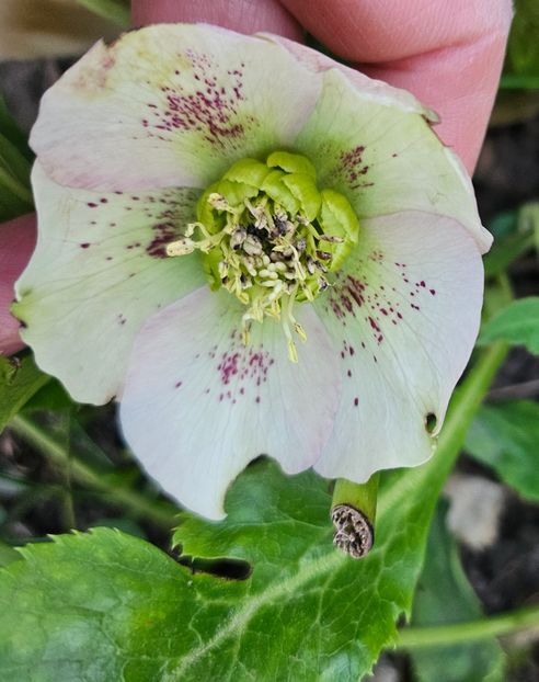  - Spanz 2017 2023 2024