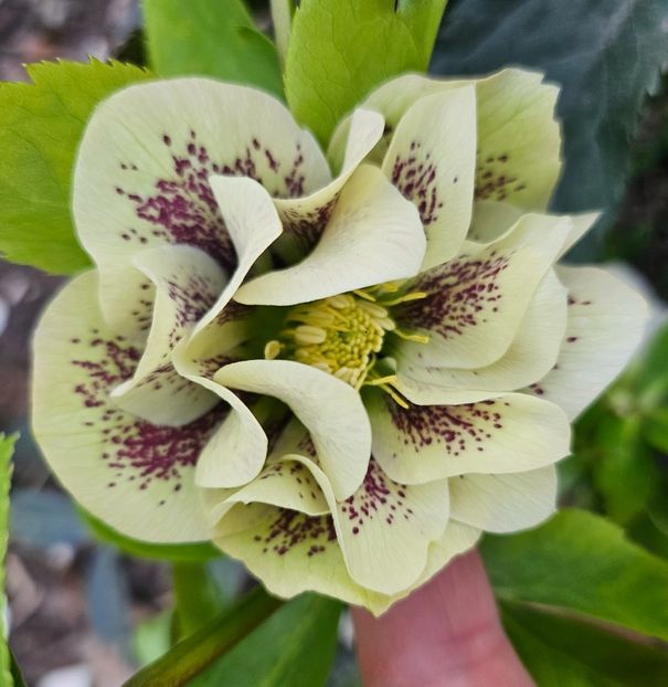  - Spanz 2017 2023 2024