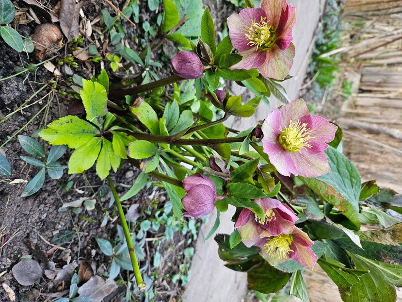  - Spanz 2017 2023 2024