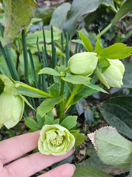  - Spanz 2017 2023 2024