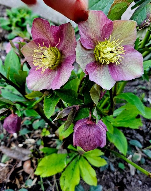  - Spanz 2017 2023 2024