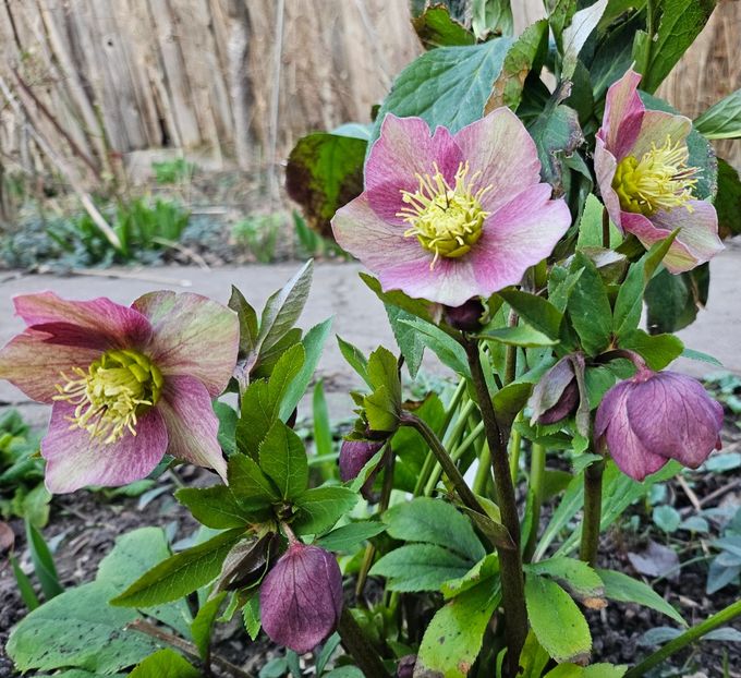  - Spanz 2017 2023 2024