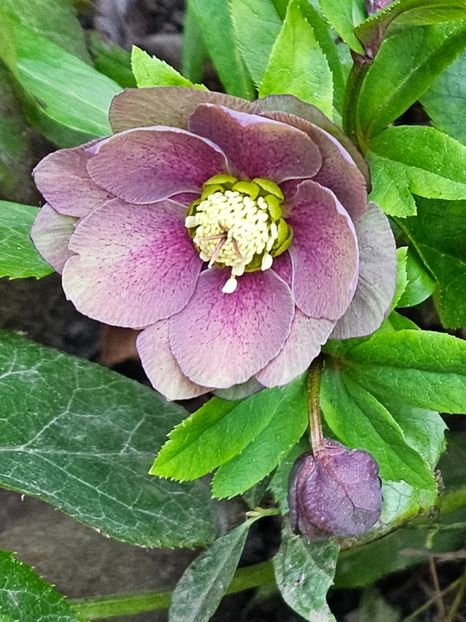  - Spanz 2017 2023 2024