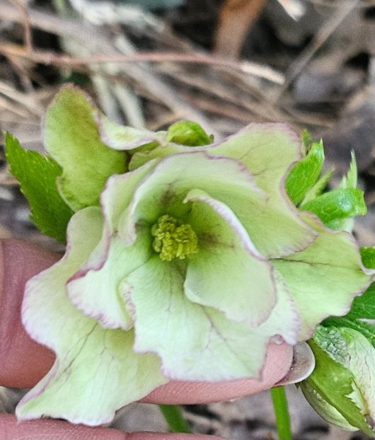  - Spanz 2017 2023 2024