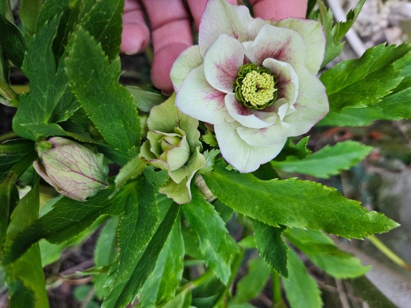  - Spanz 2017 2023 2024