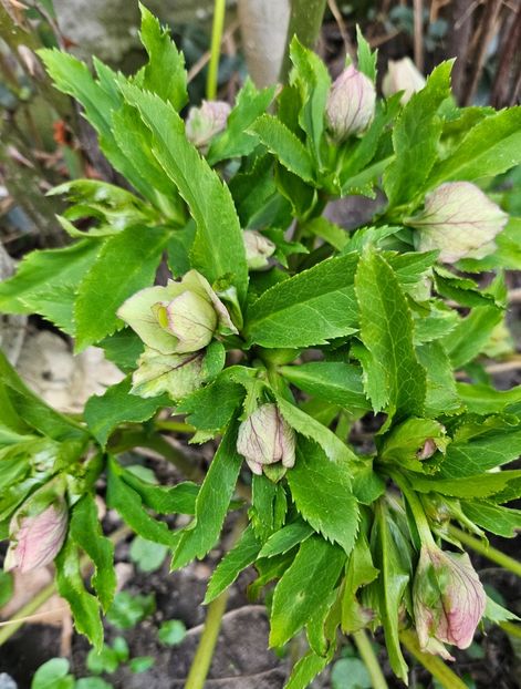  - Spanz 2017 2023 2024