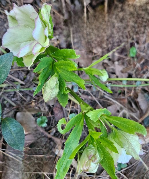  - Spanz 2017 2023 2024