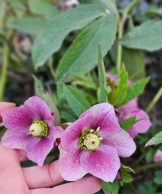  - Spanz 2017 2023 2024