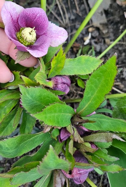  - Spanz 2017 2023 2024