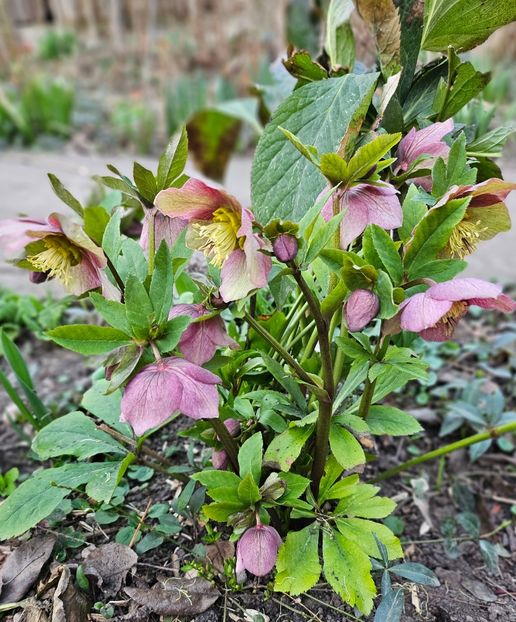  - Spanz 2017 2023 2024