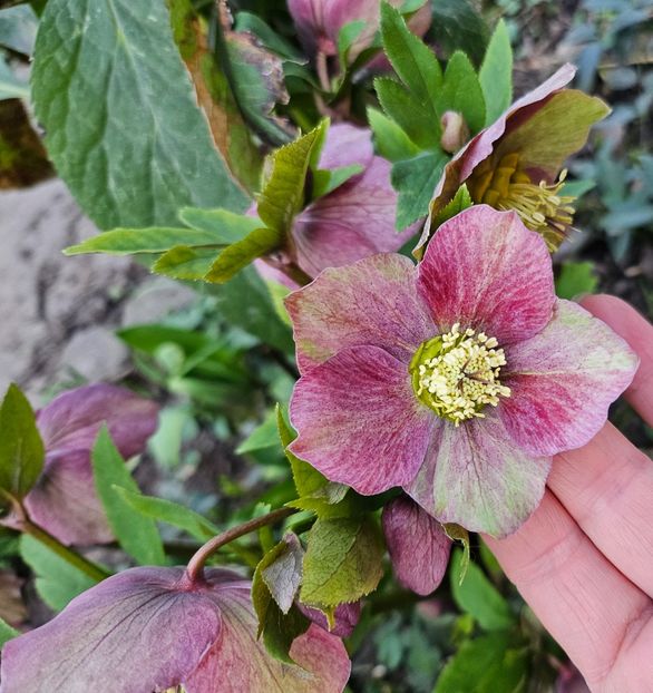  - Spanz 2017 2023 2024