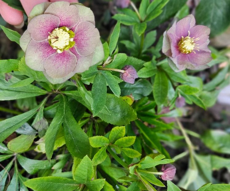  - Spanz 2017 2023 2024