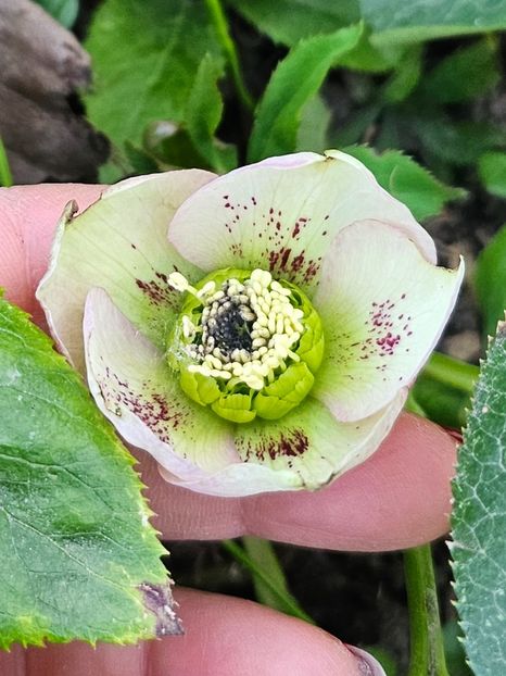  - Spanz 2017 2023 2024