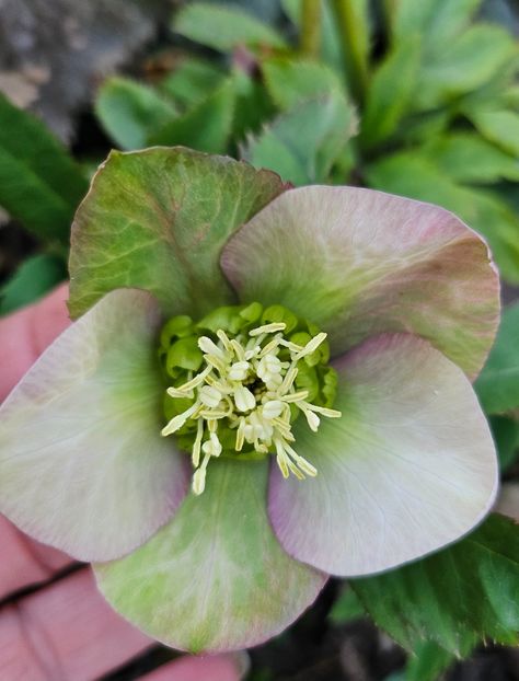  - Spanz 2017 2023 2024