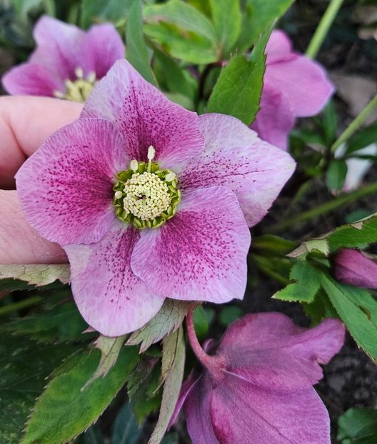  - Spanz 2017 2023 2024