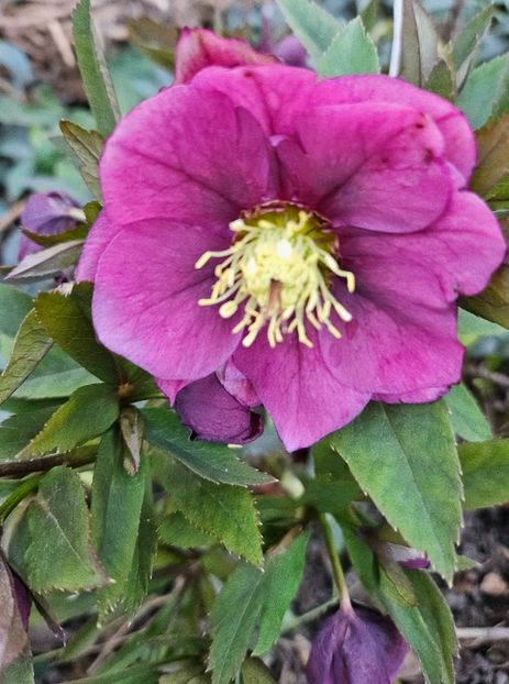  - Spanz 2017 2023 2024