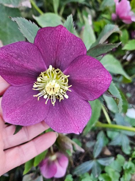  - Spanz 2017 2023 2024