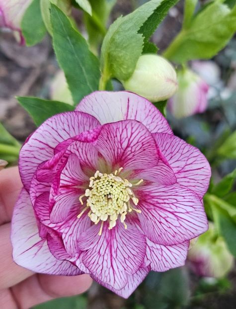  - Spanz 2017 2023 2024