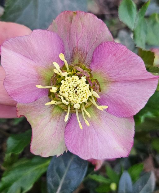  - Spanz 2017 2023 2024