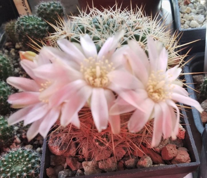 Sulcorebutia cylindrica v. crucensis - 2024