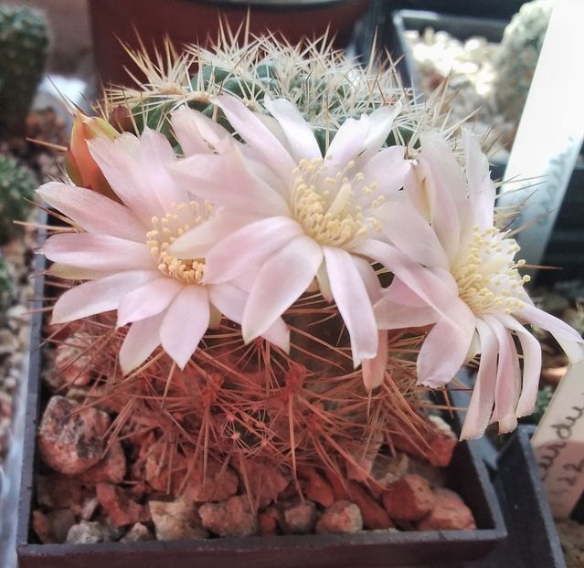 Sulcorebutia cylindrica v. crucensis - 2024