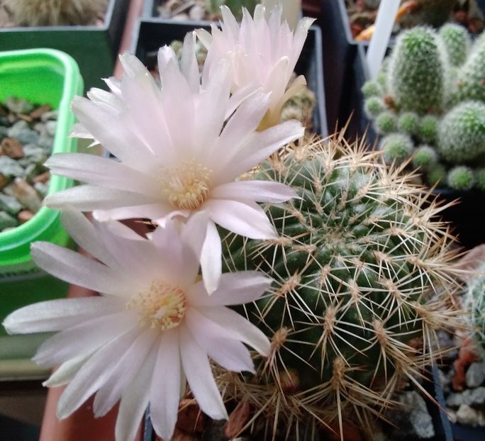 Sulcorebutia cylindrica v. crucensis - 2024