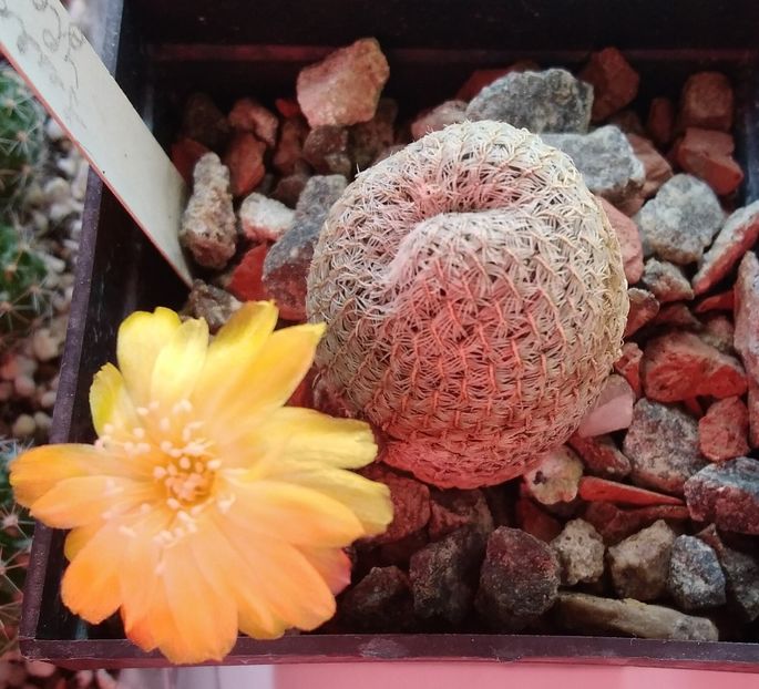 Sulcorebutia heliosoides - 2024