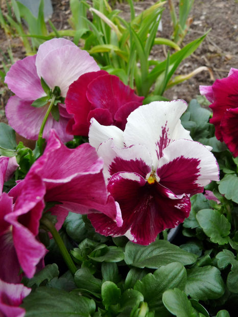  - 2024 - 01 - Primavara