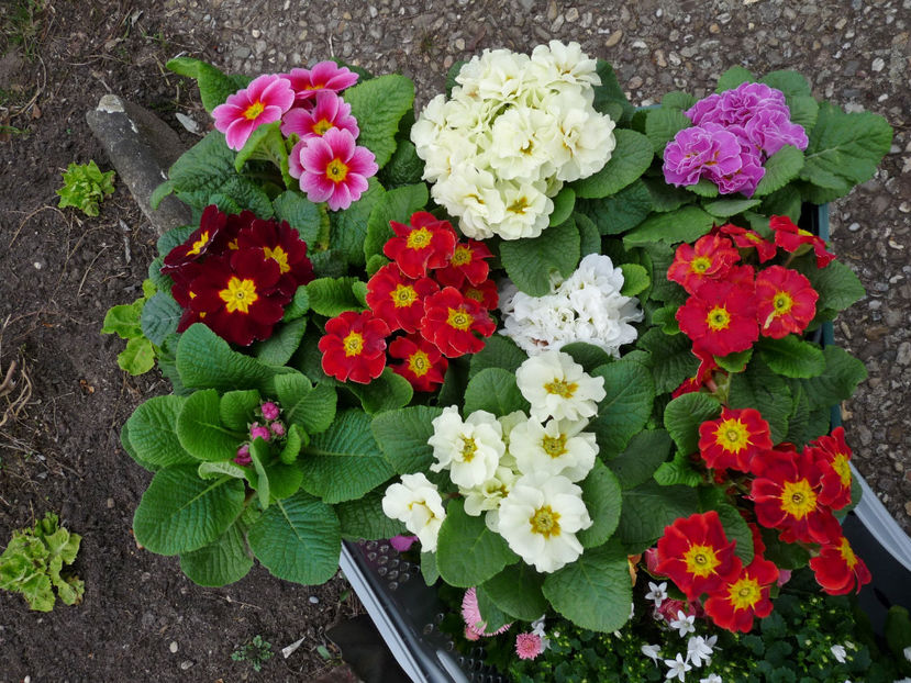  - 2024 - 01 - Primavara