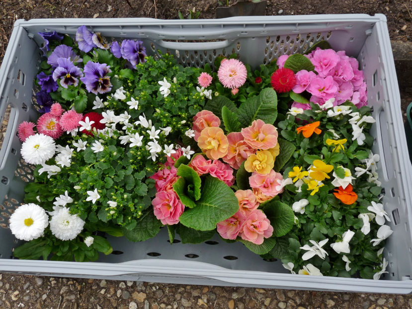  - 2024 - 01 - Primavara