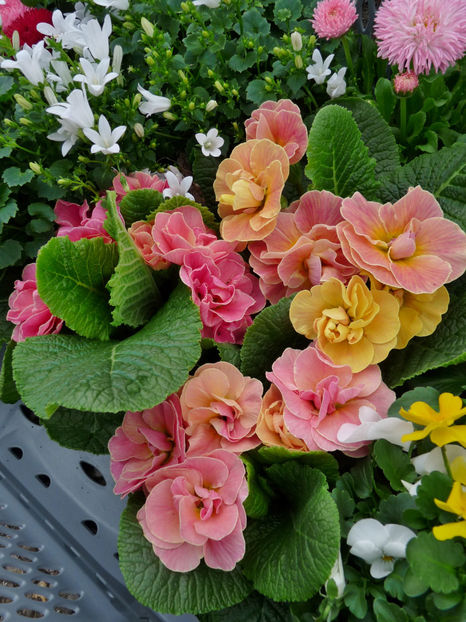  - 2024 - 01 - Primavara