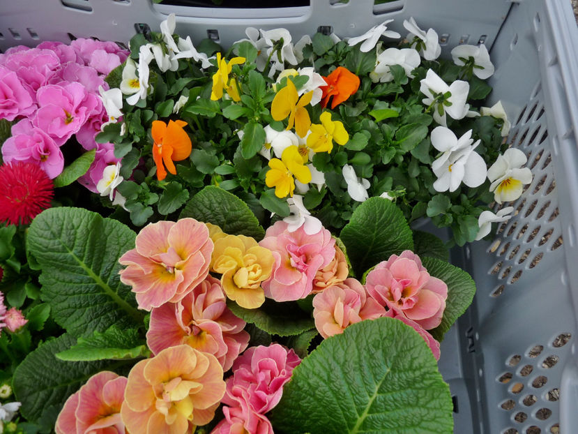  - 2024 - 01 - Primavara