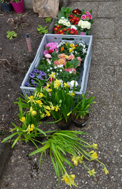 Pregatiri. - 2024 - 01 - Primavara