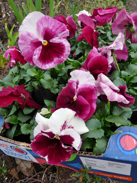  - 2024 - 01 - Primavara