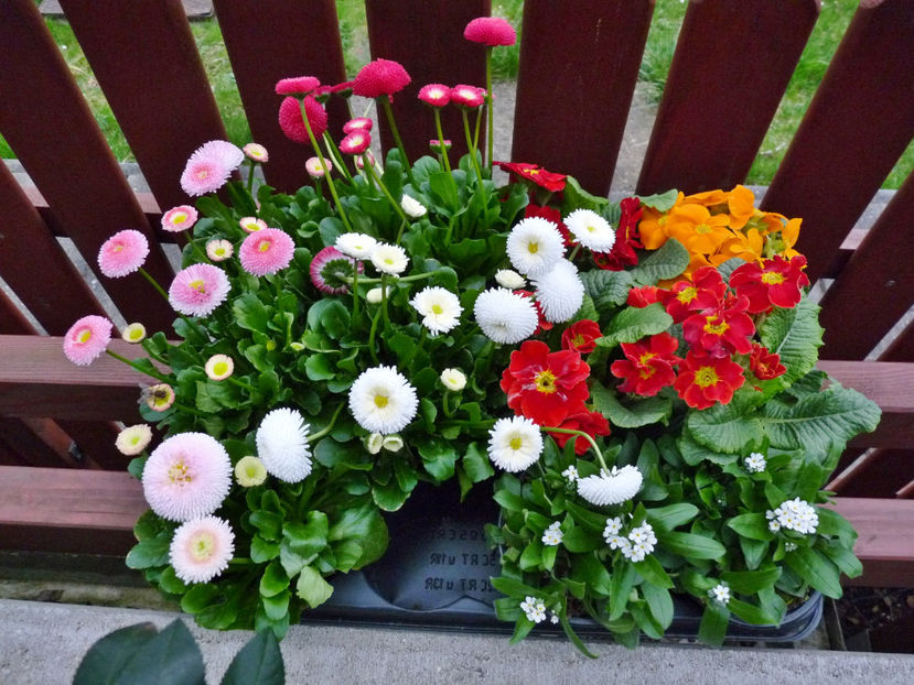  - 2024 - 01 - Primavara