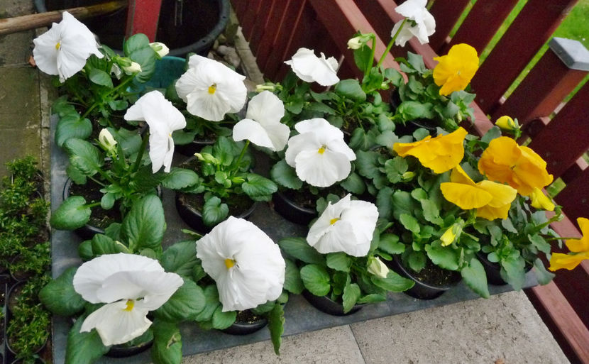  - 2024 - 01 - Primavara