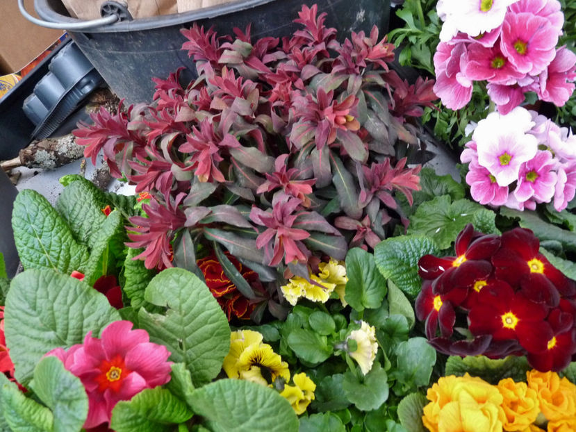  - 2024 - 01 - Primavara