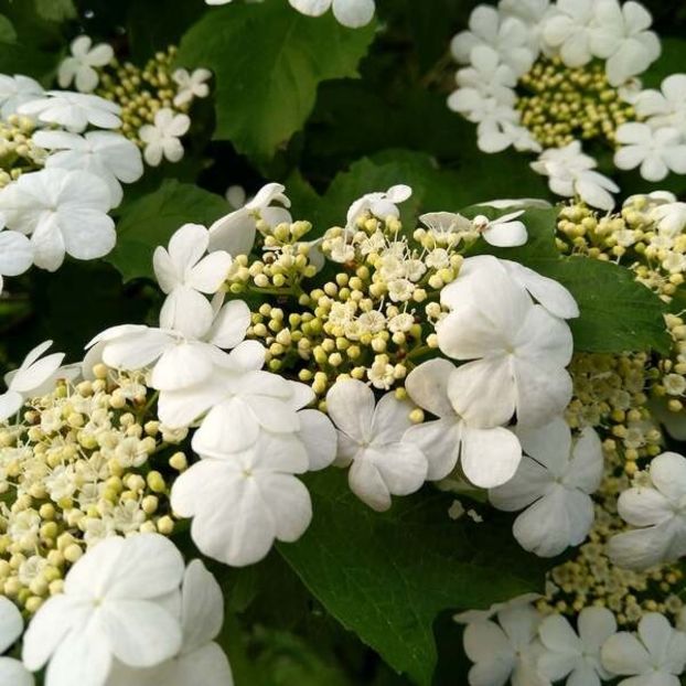 Virbunum.opulus flori - A Arbusti pomi decorativi și fructiferi urcatoare de vanzare