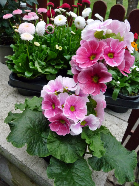  - 2024 - 01 - Primavara